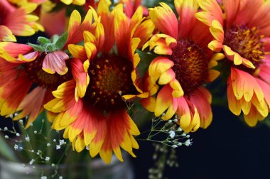 güzel parlak Çiçekler, yakın 