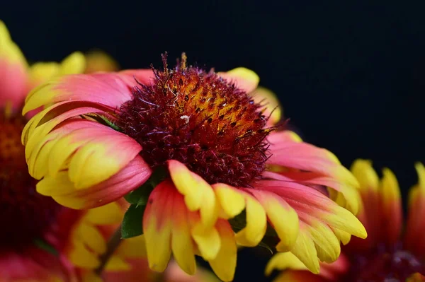 Güzel Parlak Çiçekler Yakın — Stok fotoğraf