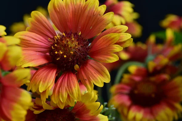 Hermosas Flores Brillantes Primer Plano — Foto de Stock