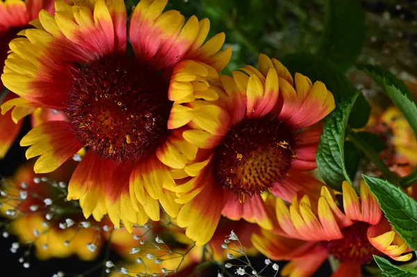 Schöne Helle Blumen Aus Nächster Nähe — Stockfoto