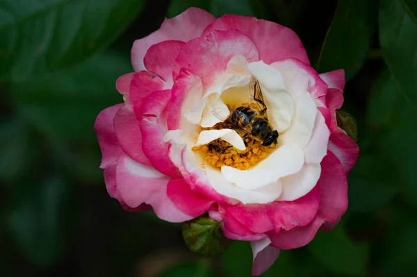 stock image bee on a beautiful  flower in the garden 