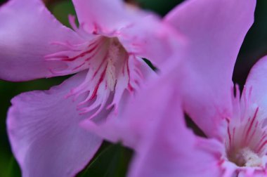 güzel parlak Çiçekler, yakın 