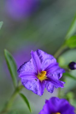 güzel parlak Çiçekler, yakın 
