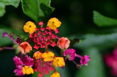güzel parlak Çiçekler, yakın 