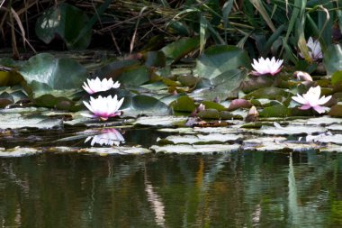 Göldeki güzel nilüferler 
