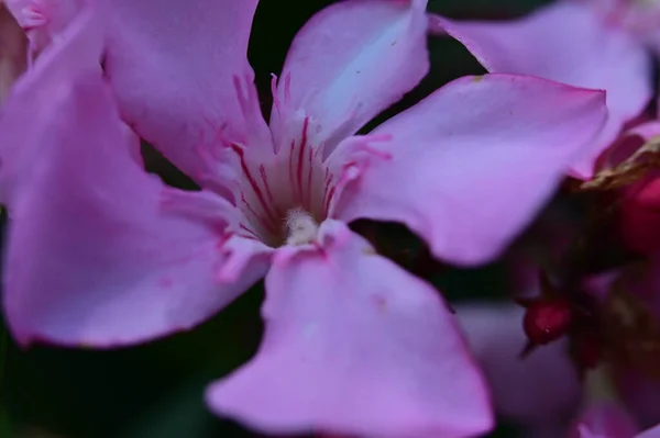 Hermosas Flores Brillantes Primer Plano —  Fotos de Stock