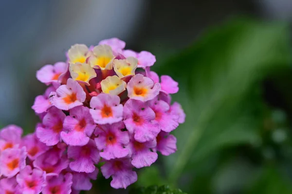 Vackra Ljusa Blommor Närbild — Stockfoto