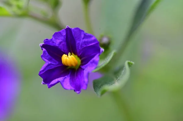 Όμορφο Φωτεινό Λουλούδι Που Αναπτύσσεται Στον Κήπο — Φωτογραφία Αρχείου