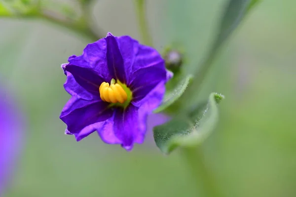 Beautiful Bright Flower Growing Garden — Stock Photo, Image