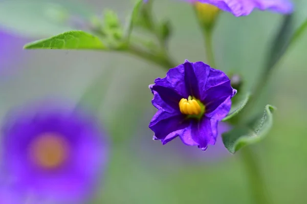 Krásné Světlé Květiny Zblízka — Stock fotografie