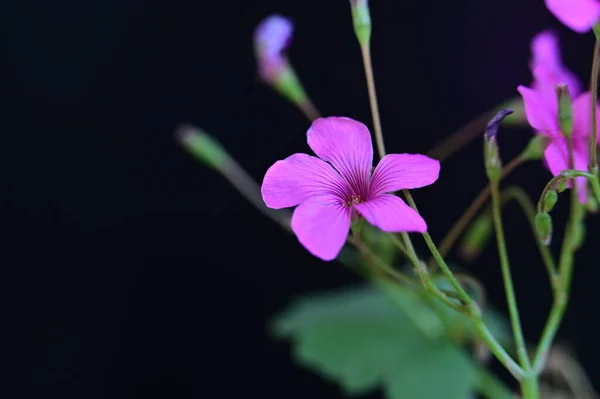 Schöne Helle Blumen Aus Nächster Nähe — Stockfoto