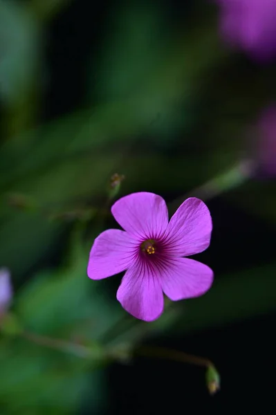 Schöne Helle Blume Die Garten Wächst — Stockfoto