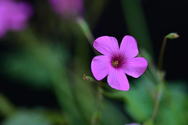 Bellissimo Fiore Luminoso Che Cresce Giardino — Foto Stock