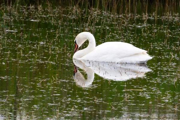 白鳥は湖の水 — ストック写真