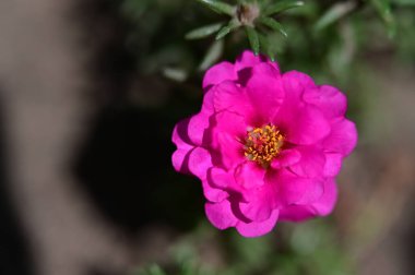 Bahçede büyüyen güzel, parlak bir çiçek 