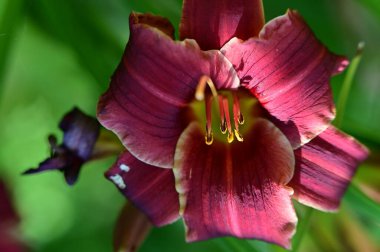 Bahçede büyüyen güzel parlak zambak çiçeği 