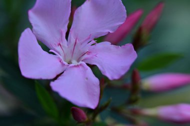 Bahçede büyüyen güzel, parlak bir çiçek 