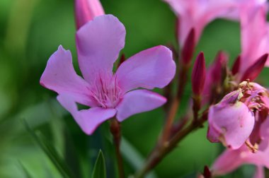 güzel parlak Çiçekler, yakın 