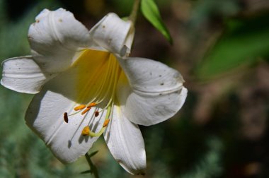 Bahçedeki güzel çiçeğe yaklaş.