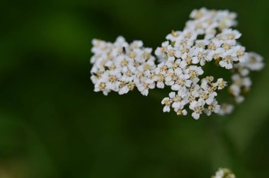 güzel parlak Çiçekler, yakın 