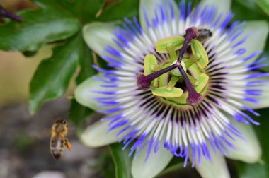 Bahçede büyüyen güzel, parlak bir çiçek 