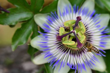 Bahçede büyüyen güzel, parlak bir çiçek 