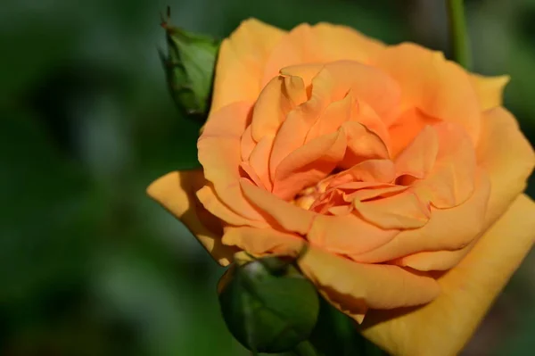 Krásná Jasná Růžová Květina Rostoucí Zahradě — Stock fotografie