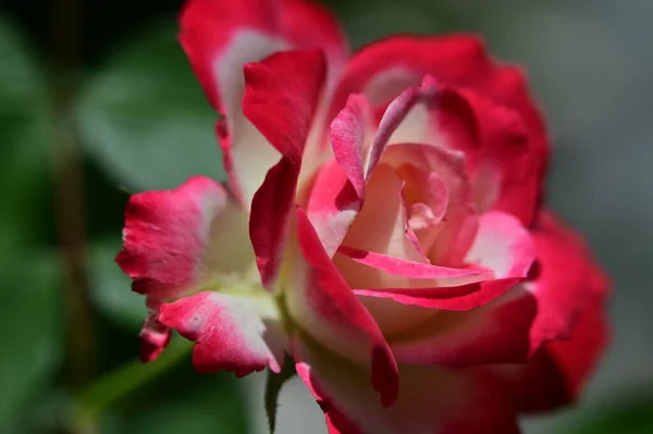 Belle Fleur Rose Vif Poussant Dans Jardin — Photo