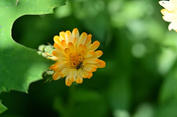 Hermosa Flor Brillante Que Crece Jardín — Foto de Stock