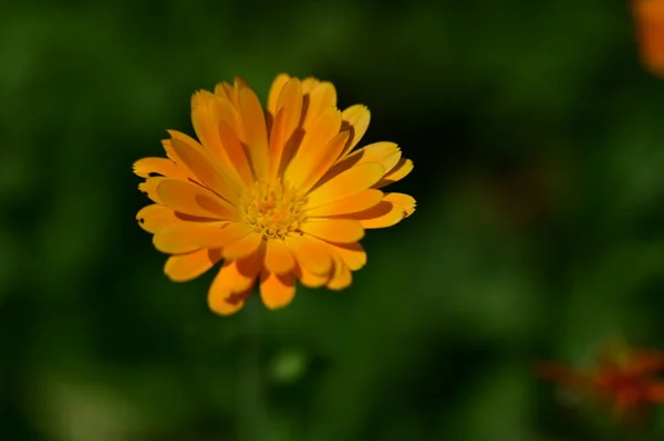 Bellissimo Fiore Luminoso Che Cresce Giardino — Foto Stock