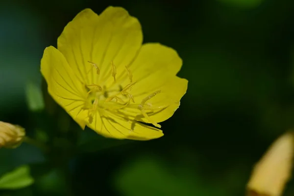 Belle Fleur Lumineuse Poussant Dans Jardin — Photo