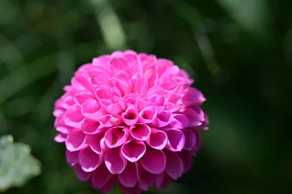 Beautiful Bright Flower Growing Garden — Stock Photo, Image