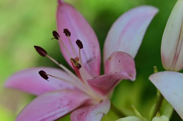 Krásná Jasná Květina Rostoucí Zahradě — Stock fotografie