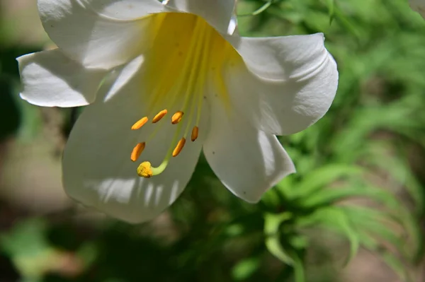 Krásná Jasná Lilie Květina Rostoucí Zahradě — Stock fotografie