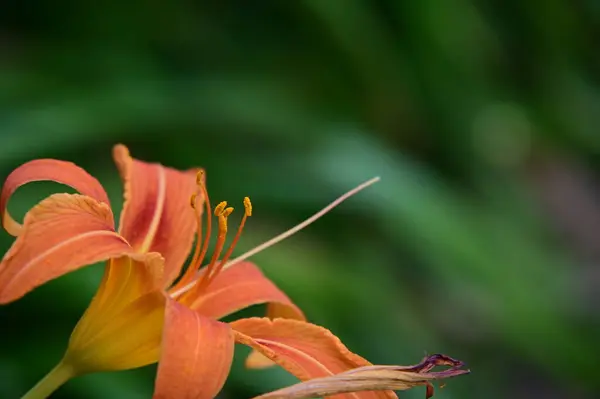Bahçede Büyüyen Güzel Parlak Zambak Çiçeği — Stok fotoğraf