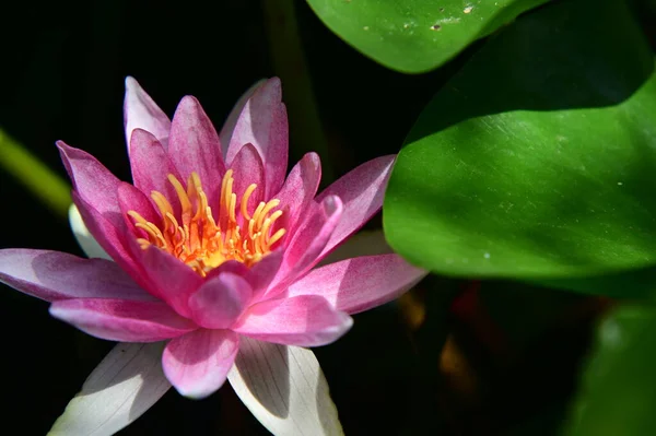 Beautiful Botanical Shot Natural Wallpaper Beautiful Water Lily Flower — Stock Photo, Image