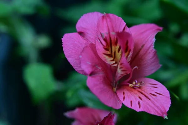Hermosa Flor Brillante Que Crece Jardín —  Fotos de Stock