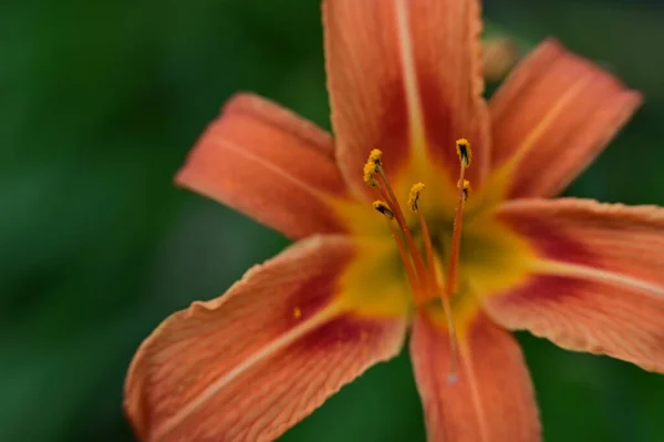 庭で育つ美しい鮮やかなユリの花 — ストック写真