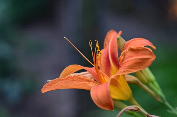 Красивые Яркие Лилии Растущие Саду — стоковое фото