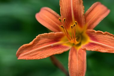 Bahçede büyüyen güzel parlak zambak çiçeği 