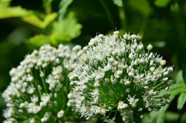güzel parlak Çiçekler, yakın 