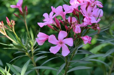 güzel parlak Çiçekler, yakın 