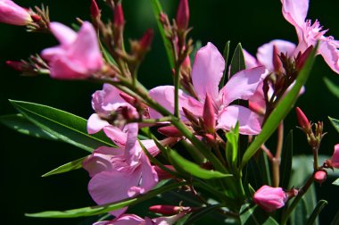 güzel parlak Çiçekler, yakın 