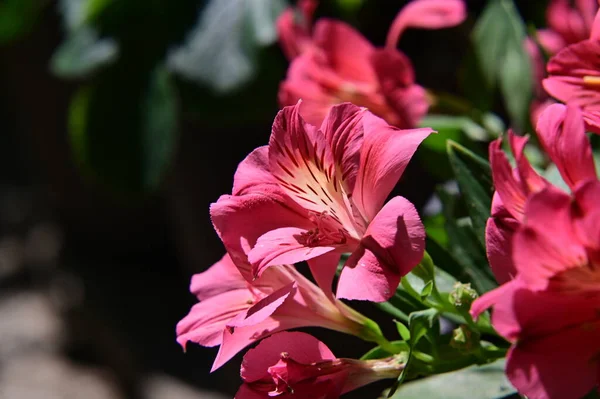 Beautiful Bright Flowers Close — Stock Photo, Image