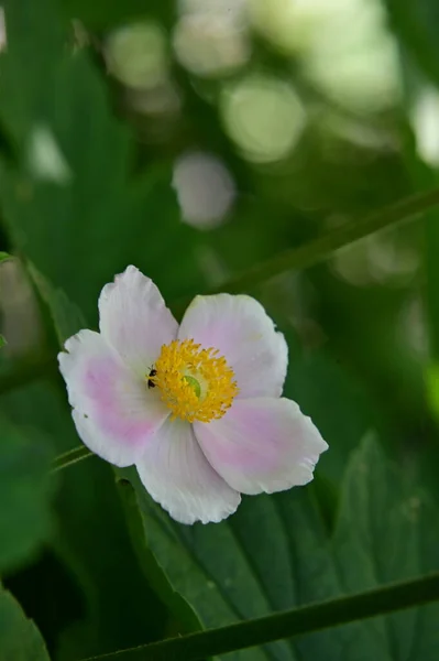 Όμορφο Φωτεινό Λουλούδι Που Αναπτύσσεται Στον Κήπο — Φωτογραφία Αρχείου