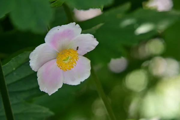 Hermosa Flor Brillante Que Crece Jardín — Foto de Stock