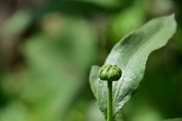 Bellissimo Bocciolo Fiore Che Cresce Giardino — Foto Stock