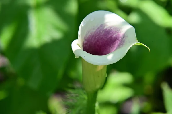 Bahçede Büyüyen Güzel Parlak Bir Çiçek — Stok fotoğraf