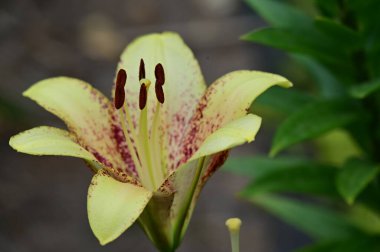 Güzel sarı kaplan zambağı yaz günü bahçede yetişiyor.