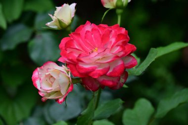 Yaz bahçesinde açan beyaz elementlerle güzel kırmızı bir gül 